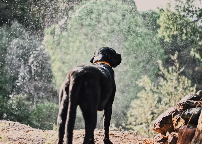 The Lemon Apartament *