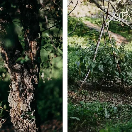 The Lemon Appartement